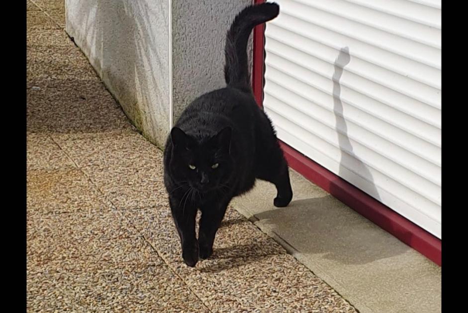 Vermisstmeldung Katze rassenmischung  Weiblich , 9 jahre Guilers Frankreich