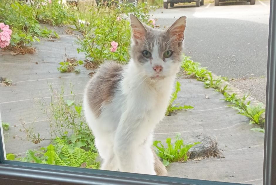 Avviso Ritrovamento Gatto Non conosciuta Guipavas Francia