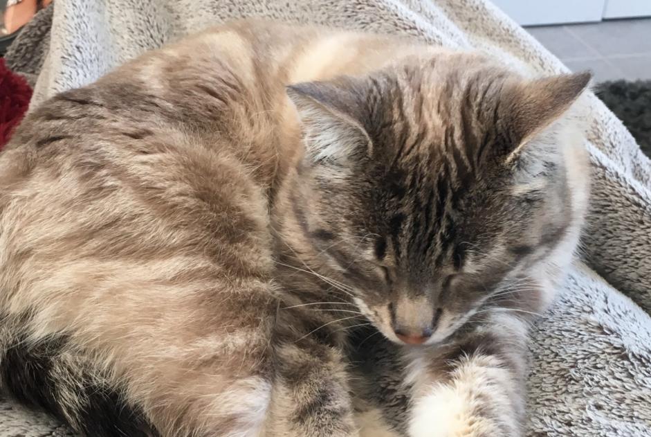 Avviso scomparsa Gatto incrocio di razze  Femmina , 9 anni Landudal Francia